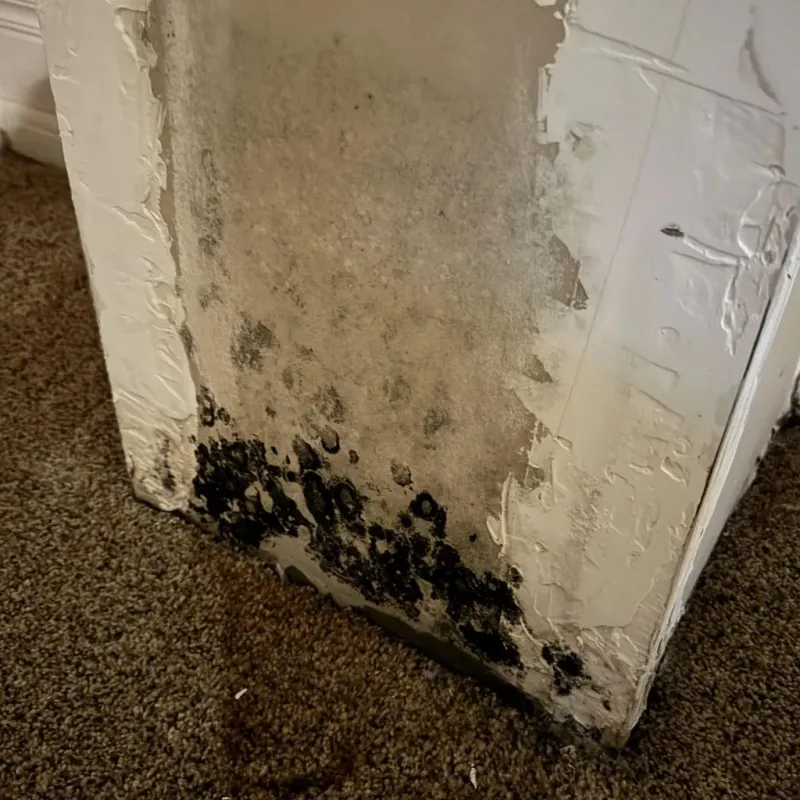 Professional Mold Removal in Union County, NC